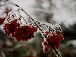 Rönnbär på vintern